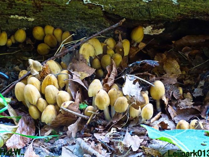 Leijpark013  12 &amp; 13 &amp; 14 &amp; 15 oktober 2023 