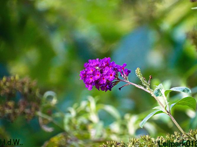 Leijpark013  12 &amp; 13 &amp; 14 &amp; 15 oktober 2023 