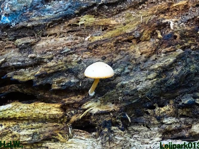 Leijpark013  12 &amp; 13 &amp; 14 &amp; 15 oktober 2023 