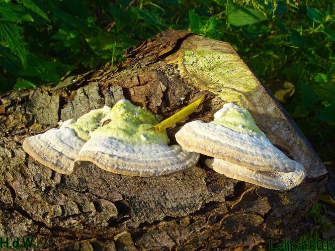 Leijpark013  12 &amp; 13 &amp; 14 &amp; 15 oktober 2023 