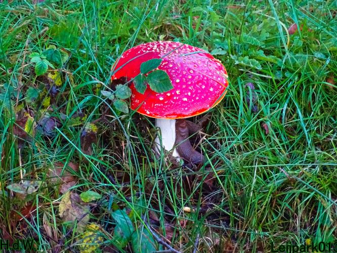 Leijpark013 20 &amp; 21 &amp; 22 &amp; 23 Oktober 2023 Hoogwater 