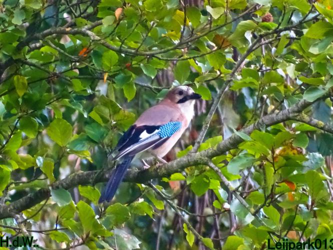 Leijpark013 20 &amp; 21 &amp; 22 &amp; 23 Oktober 2023 Hoogwater 