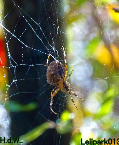 Leijpark013 20 &amp; 21 &amp; 22 &amp; 23 Oktober 2023 Hoogwater 
