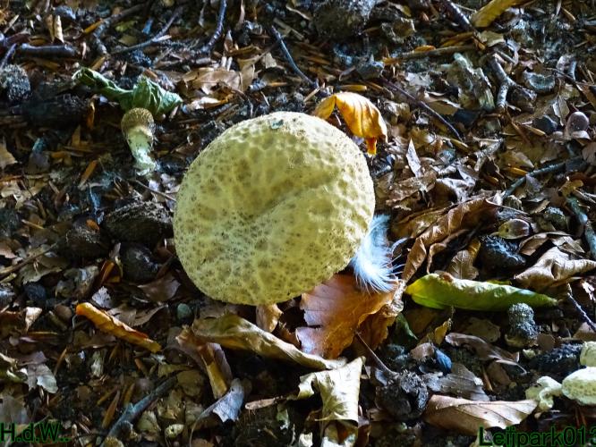 Leijpark013 20 &amp; 21 &amp; 22 &amp; 23 Oktober 2023 Hoogwater 