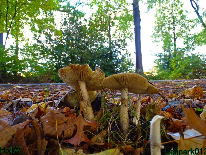 Leijpark013 20 &amp; 21 &amp; 22 &amp; 23 Oktober 2023 Hoogwater 