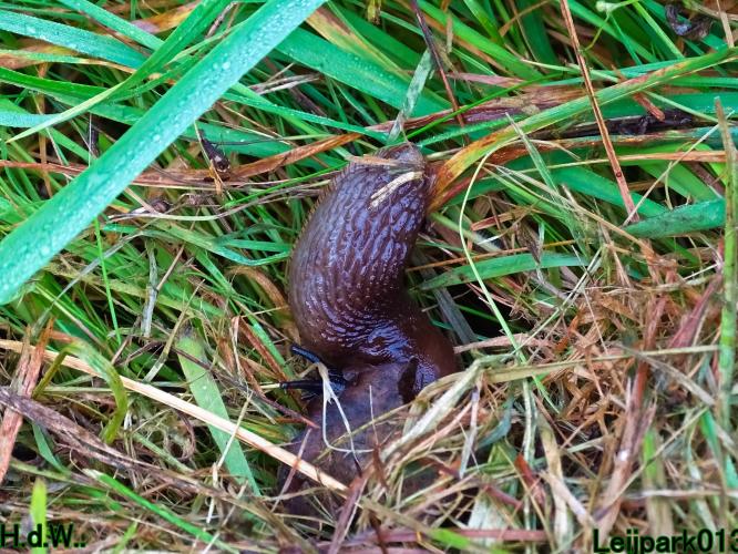 Leijpark013 20 &amp; 21 &amp; 22 &amp; 23 Oktober 2023 Hoogwater 