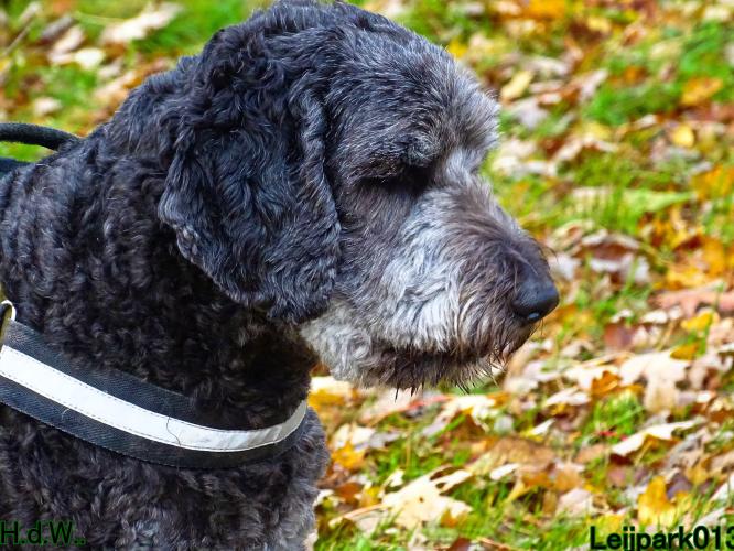 Leijpark013 8 november 2023 Beestenboel 