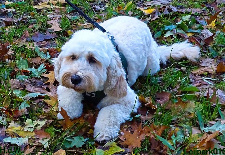 Leijpark013 8 november 2023 Beestenboel 