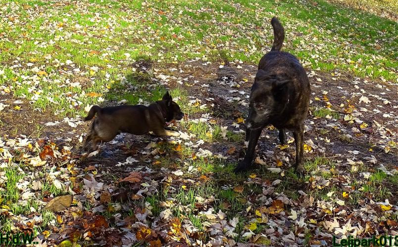 Leijpark013 8 november 2023 Beestenboel 