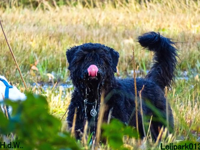 Leijpark013 8 november 2023 Beestenboel 