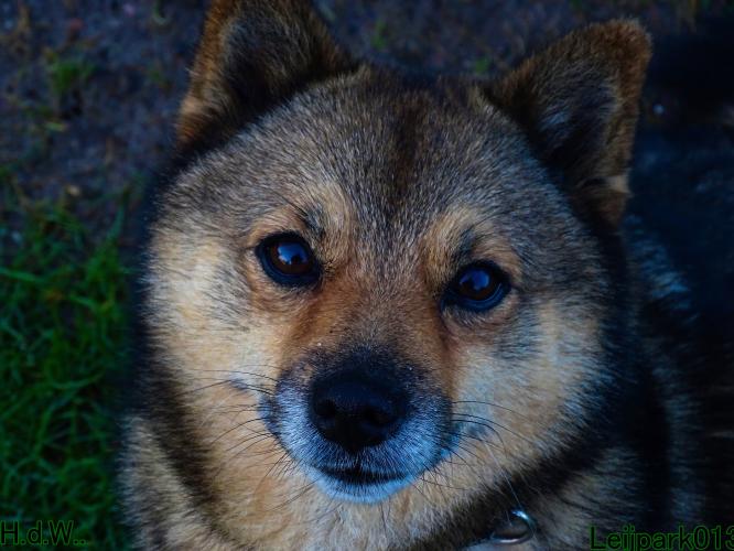 Leijpark013 8 november 2023 Beestenboel 