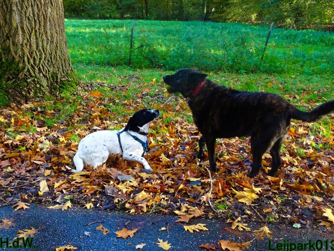 Leijpark013 8 november 2023 Beestenboel 