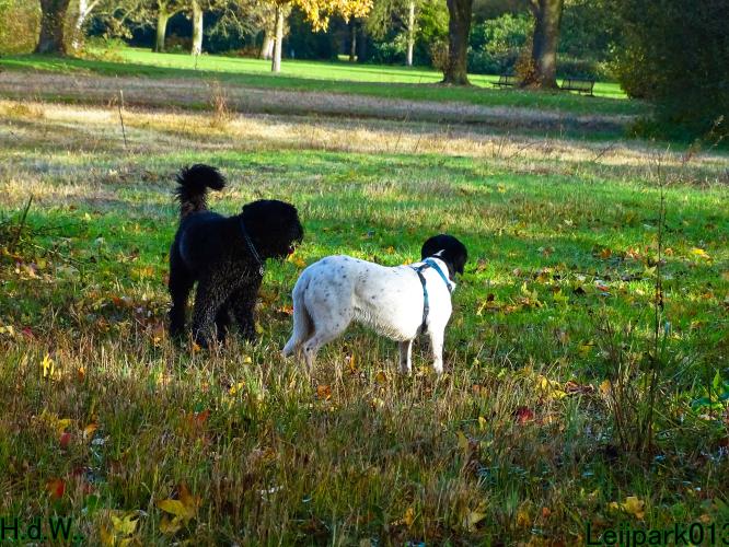 Leijpark013 8 november 2023 Beestenboel 