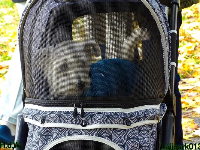 Leijpark013 8 november 2023 Beestenboel 