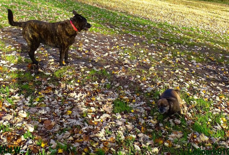 Leijpark013 8 november 2023 Beestenboel 