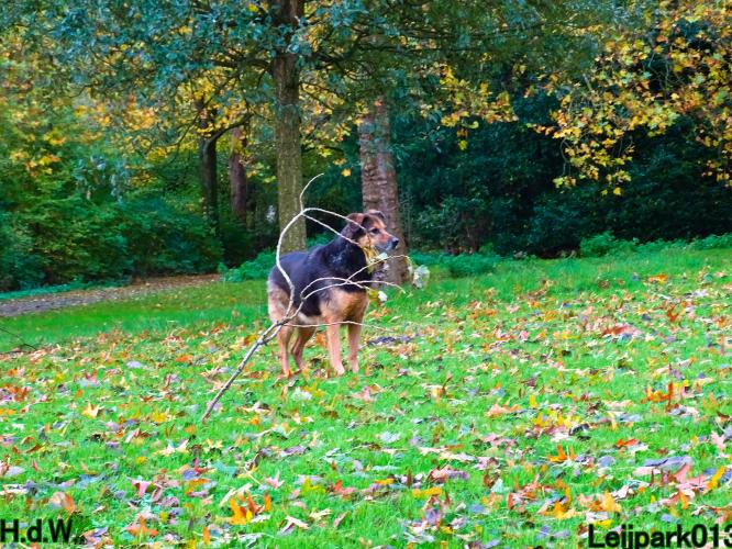 Leijpark013 8 november 2023 Beestenboel 
