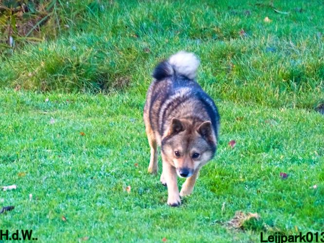 Leijpark013 8 november 2023 Beestenboel 