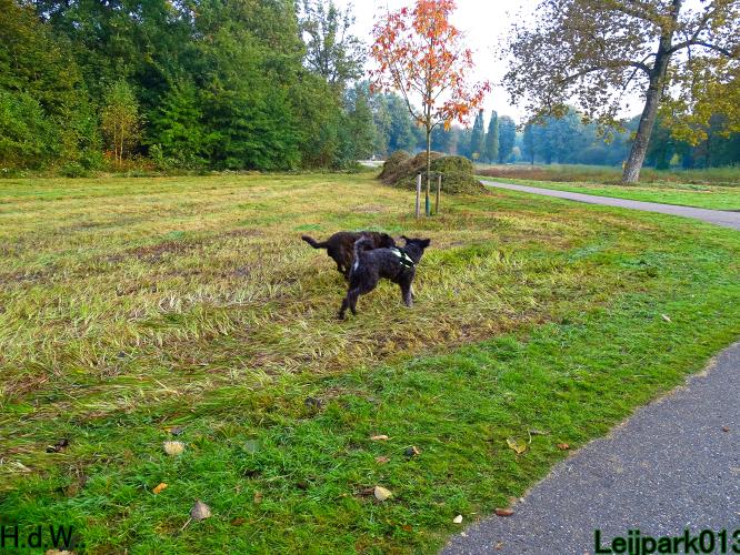 Leijpark013 8 november 2023 Beestenboel 