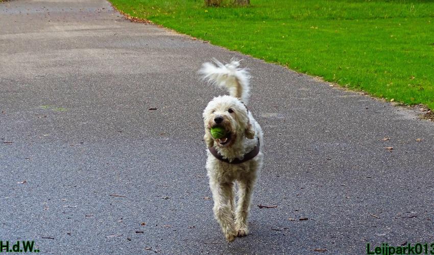 Leijpark013 8 november 2023 Beestenboel 