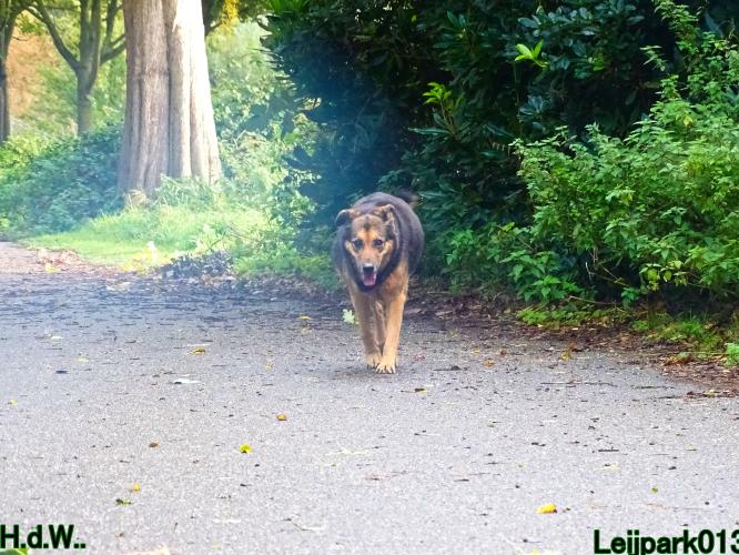 Leijpark013 8 november 2023 Beestenboel 