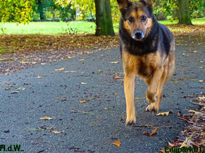 Leijpark013 8 november 2023 Beestenboel 