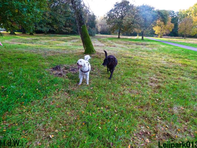Leijpark013 8 november 2023 Beestenboel 