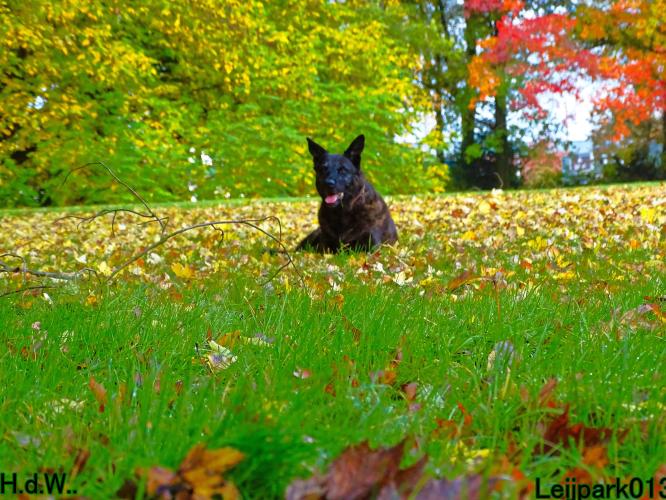 Leijpark013 8 november 2023 Beestenboel 