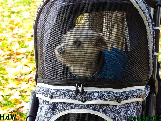 Leijpark013 8 november 2023 Beestenboel 