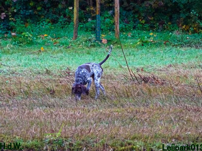 Leijpark013 8 november 2023 Beestenboel 