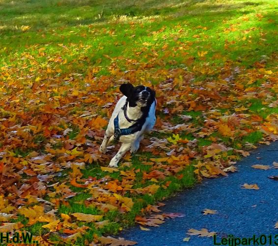 Leijpark013 8 november 2023 Beestenboel 