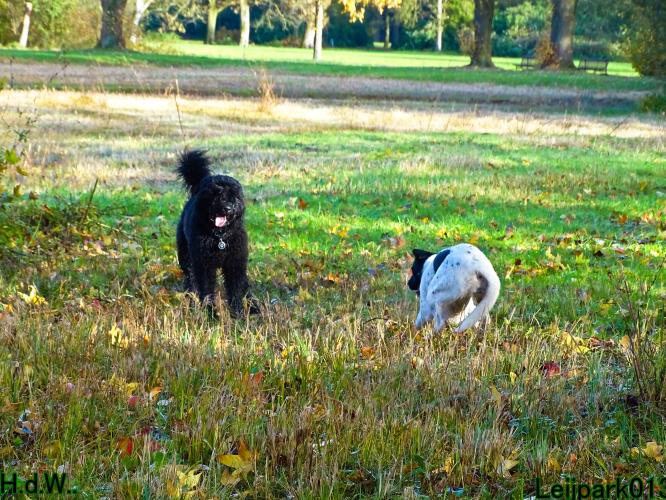 Leijpark013 8 november 2023 Beestenboel 