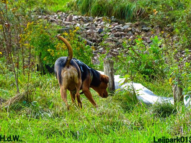 Leijpark013 8 november 2023 Beestenboel 