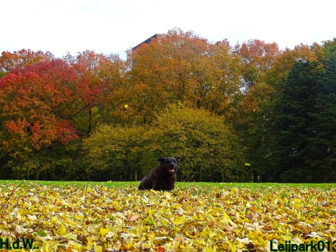 Leijpark013 8 november 2023 Beestenboel 