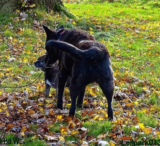 Leijpark013 8 november 2023 Beestenboel 