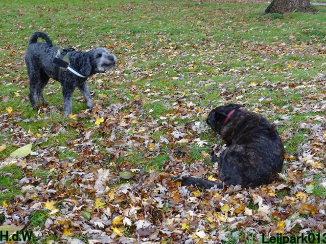 Leijpark013 8 november 2023 Beestenboel 