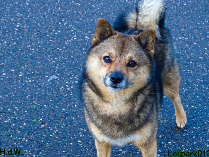 Leijpark013 8 november 2023 Beestenboel 