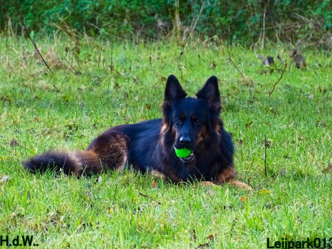 Leijpark013 8 november 2023 Beestenboel 