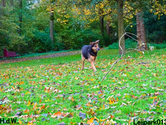 Leijpark013 8 november 2023 Beestenboel 
