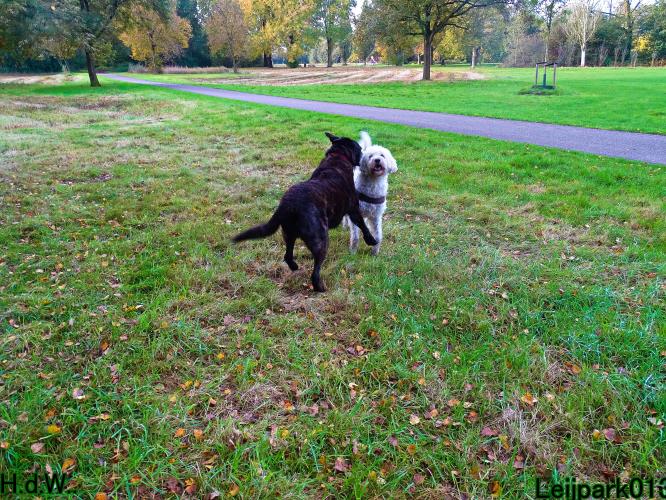 Leijpark013 8 november 2023 Beestenboel 