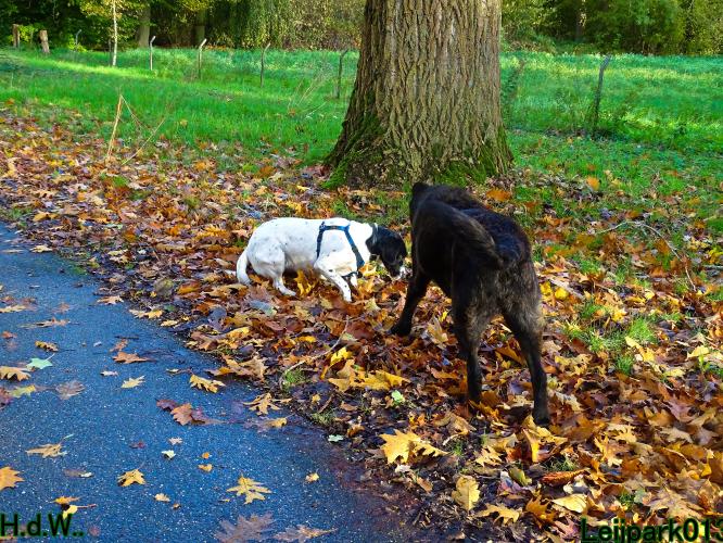 Leijpark013 8 november 2023 Beestenboel 