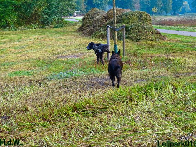 Leijpark013 8 november 2023 Beestenboel 