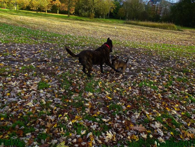 Leijpark013 8 november 2023 Beestenboel 