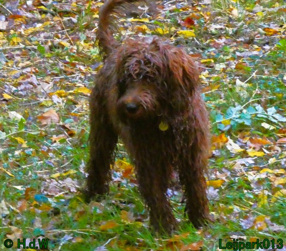 Beestenboel oktober 2025