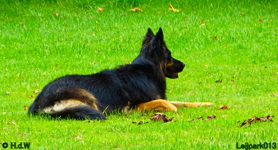 Beestenboel 26 juli 2024