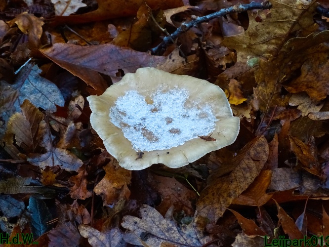 Leijpark013 3 &amp; 4 &amp; 5 &amp; 6 december 2023