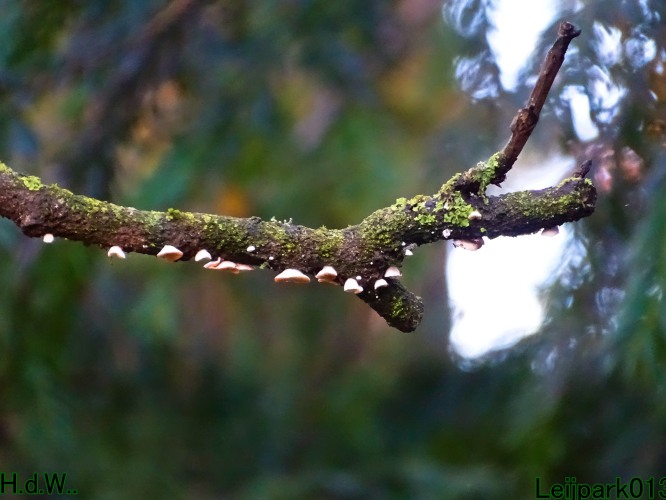 Leijpark013 3 &amp; 4 &amp; 5 &amp; 6 december 2023