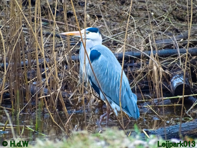 Reiger