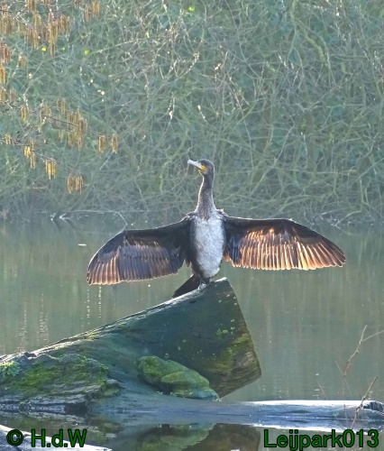 Jongen Aalscholver