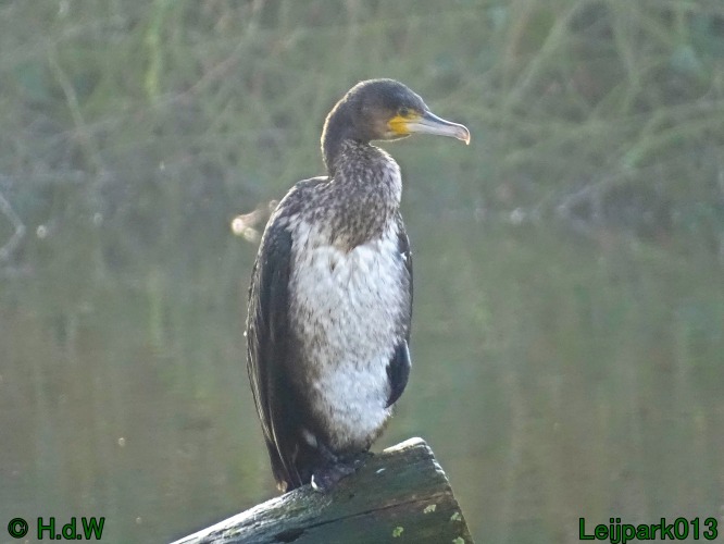 Jongen Aalscholver