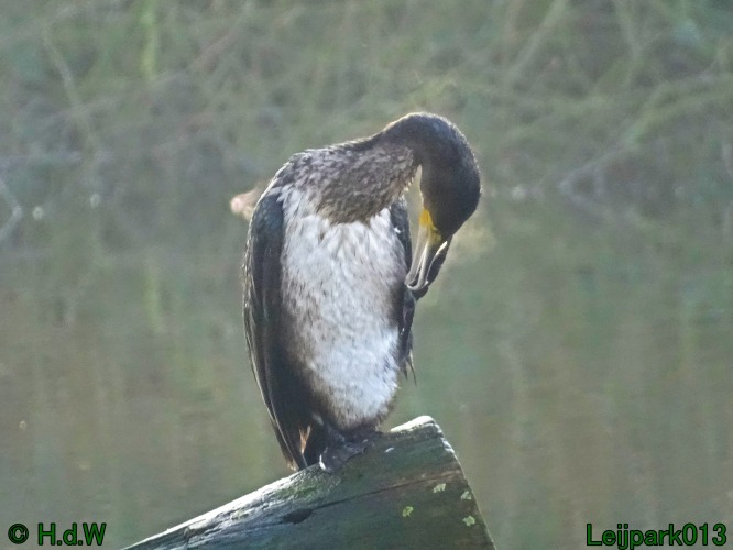 Jongen Aalscholver